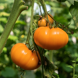 Tomato Chefs Choice Orange